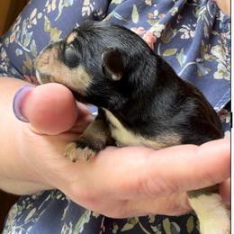 Chloe - Salt and pepper female Miniature Schnauzer puppy in Hull, Georgia from Ardent Miniature Schnauzers of Athens
