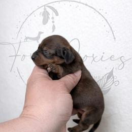 Sirius - Red male Dachshund puppy in Deming, New Mexico from FoxieDoxies of New Mexico