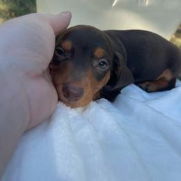 Lucas - Chocolate and tan male Dachshund puppy in Norwood, Missouri from A&J Weenies