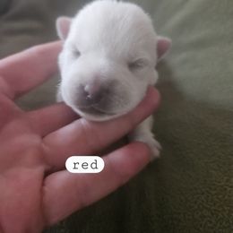 3rd Pick Female - White female West Highland White Terrier puppy in Mayo, Florida from Carrot Tails LLC