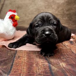 Camilla The Chicken - Black female Cane Corso puppy in Beech Island, South Carolina from Relic Cane Corso