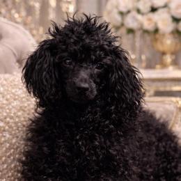Abbie - Black female Poodle puppy in Chattanooga, Tennessee from Joy-Fur Puppies