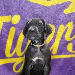 Opal - Black and white female Great Dane puppy in Gonzales, Louisiana from Anstatt House Of Danes