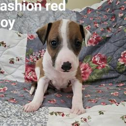 Red irish boy - Red male Italian Greyhound puppy in Phillips, Maine from Maplewood Italian Greyhounds