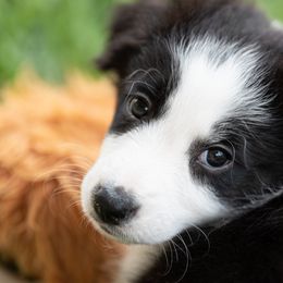 Border Collie Puppies from High Point Border Collies