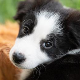 Border Collie Puppies from High Point Border Collies