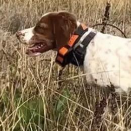 Brittanys from American Brittany