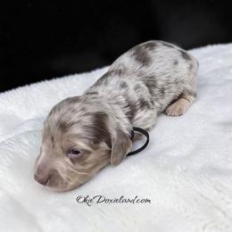 Moe - Fawn (isabella) and cream male Dachshund puppy in Oklahoma City, Oklahoma from OkieDoxieland Dachshunds