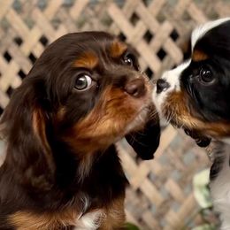 Cavalier King Charles Spaniels from Thundermist Cavaliers