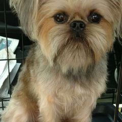 Smidgen - Brussels Griffon