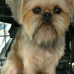 Smidgen - Brussels Griffon