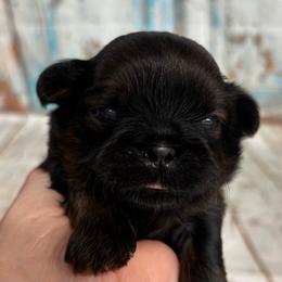 Winston - Black and tan male Shih Tzu puppy in Claremont, California from Lovable Shih Tzus