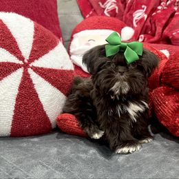 Girl 2 - Chocolate female Shih Tzu puppy in Lufkin, Texas from Shih Tzu Knots