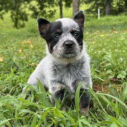 Ainsley - Blue female Australian Cattle Dog puppy in Olive Hill, Kentucky from Tompkins Farm