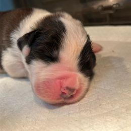 Green - Mahogany and white male Saint Bernard puppy in New Philadelphia, Ohio from Fletchers Saints