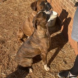 Boxer Puppies from Jarrells AKC Boxers of NC