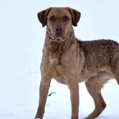 Chesapeake Bay Retrievers from Rivertown Retreivers