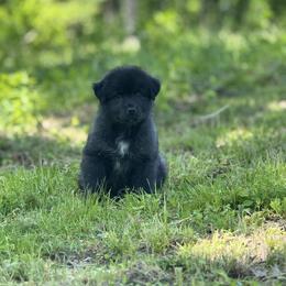 Blender - Black tri-color male Australian Shepherd puppy in Argyle, Iowa from Country Time Kennels