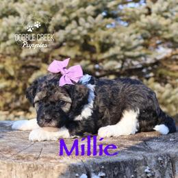 Millie - Sable female Bernedoodle puppy in Heyworth, Illinois from Cobble Creek Puppies