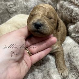 Beau - Apricot male Goldendoodle puppy in Rienzi, Mississippi from Saddle Hill Farms