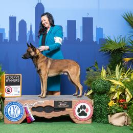 Belgian Malinois All Grown Up from Chaland