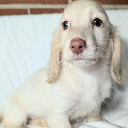 Daisy - Cream female Dachshund puppy in Unadilla, Georgia from Hamsley's Puppy Palace