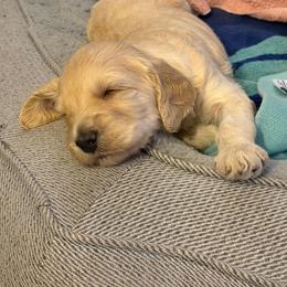Stitch (Cruz) - Cream male Goldendoodle puppy in Vinton, Iowa from Doodles to Love