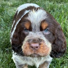 Basil - Liver white and tan female English Springer Spaniel puppy in Coeur D'alene, Idaho from Springer Hollow