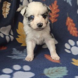 Toast - Blue merle male Border Collie puppy in East Brady, Pennsylvania from Riverwood
