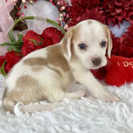 Honey - Brown white and tan female Beagle puppy in Katy, Texas from Houston’s Howlin’ Hounds