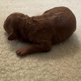 Girl 3 - female Cockapoo puppy in Sheridan, Missouri from Shepherdsfold’s Cockapoos