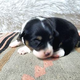 RM Female 4 - Black and tan female Pembroke Welsh Corgi puppy in Duluth, Minnesota from Up North Corgis