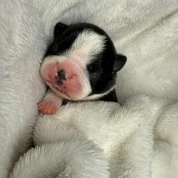 Sky (pink collar) - Brindle and white female Boston Terrier puppy in Mishawaka, Indiana from Mendez Boston's
