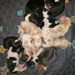 Doc - Black tan and white male Basset Hound puppy in Valley, Washington from Enchanted Valley Paws