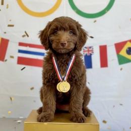 Ghirardelli - Chocolate female Goldendoodle puppy in Tybee Island, Georgia from Castaway Doodles
