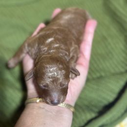 Girl 1 - Apricot female Poodle puppy in Monetta, South Carolina from Moonrise Poodles