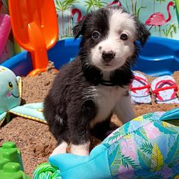 Disco (Terra) - Black and white female Border Collie puppy in Max, Nebraska from Stag Valley Homestead