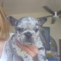 Blitz - male Boston Terrier puppy in Fort Myers, Florida from Legends Frenchton's, French Bulldogs ,Boston Terriers, Reindeer chihuahuas & French Bullhuahua's