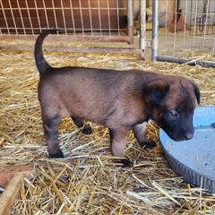 Linda - Fawn sable female Belgian Malinois puppy in Elizabethton, Tennessee from Forever Family K9
