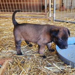 Linda - Fawn sable female Belgian Malinois puppy in Elizabethton, Tennessee from Forever Family K9