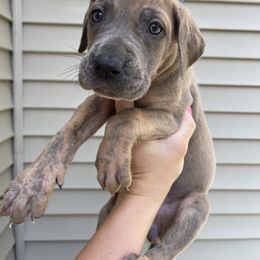 Cobalt Collar - Blue brindle female Great Dane puppy in Kimball, Michigan from Starlight Danes
