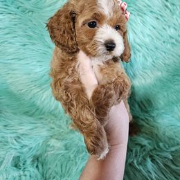 Cockapoo, Maltipoo, Morkie, and Yorkipoo Puppies from Mosaic Merle Doodles