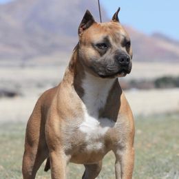 Mando - American Pit Bull Terrier