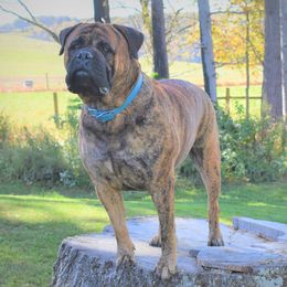 Bullmastiffs from Happy Tails Bullmastiffs