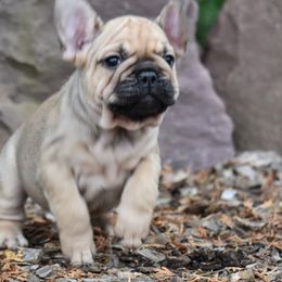French Bulldog Puppies from Bleu Rock French Bulldogs