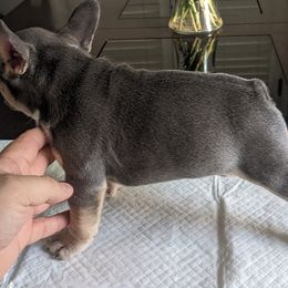 French Bulldog Puppies from Jgrfrenchies