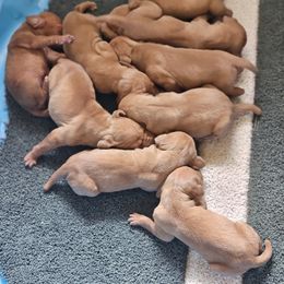 Boy 1 - Golden rust male Vizsla puppy in Saint Cloud, Wisconsin from Maizel's Vizsla Puppies