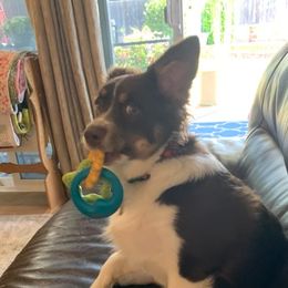 Red - Miniature Australian Shepherd
