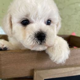 Bichon Frise Puppies from Cambeas Puppies