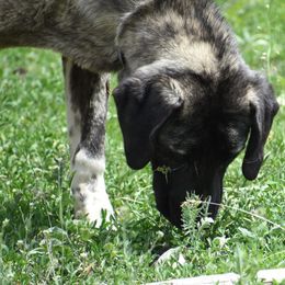 Anatolian Shepherd Dogs from Black Tie Affair